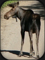 Moose on Trail