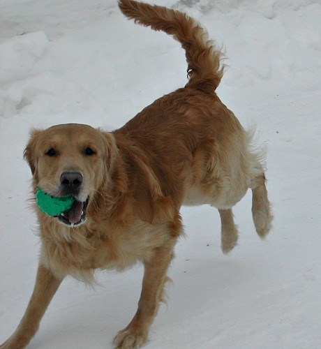 Buddy Playing Ball in the Snow