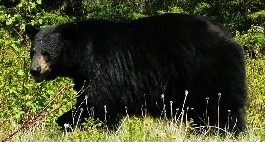 Large black bear walking in the woods.