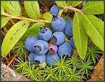 Ripe blueberries on the forest floor.
