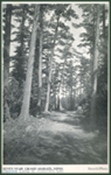 Gunflint_Pines