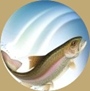 Rainbow Trout Swimming