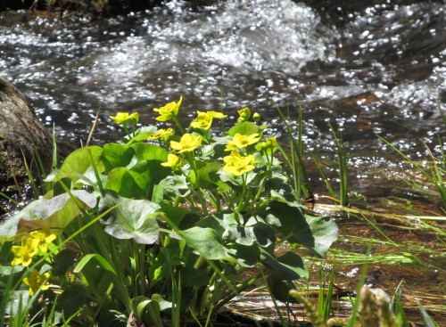 Marsh Marigolds at Trout Lake Resort