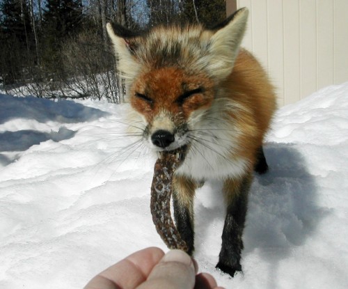 Fox in Hand