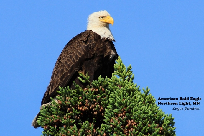 The majestic American Bald Eagle silhouetted by blue sky and perched at the top of a pine tree with new pincones.