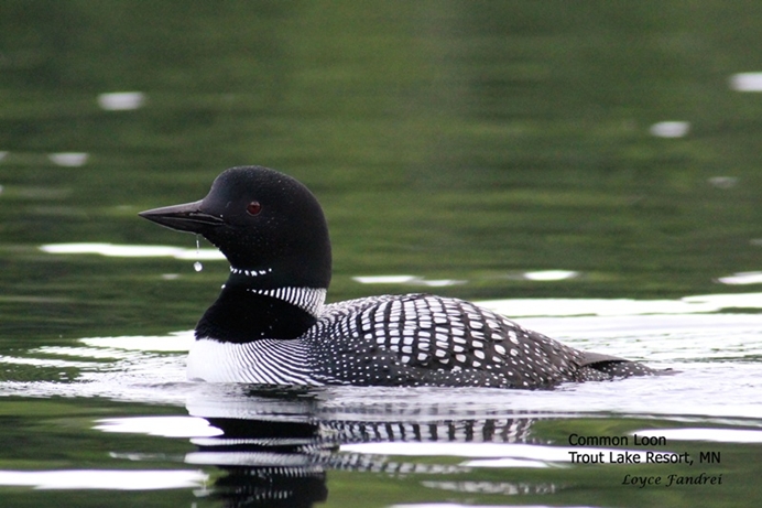 Serene Common Loon with red eye and black and white feathers swimming on Trout Lake.